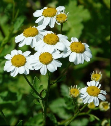 La grande camomille contre les migraines