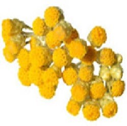 Immortelle Huile Essentielle Bio