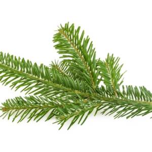 Huile essentielle de sapin de Sibérie