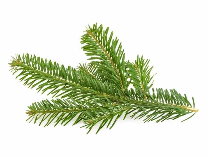 Huile essentielle de sapin de Sibérie