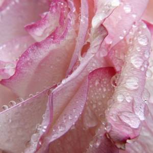 Huile essentielle Bois de rose (feuilles) Bio - 10 ml