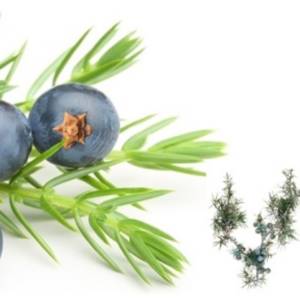 Genévrier Huile essentielle Bio soulage l'inconfort