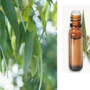 Eucalyptus Globulus Huile Essentielle Bio
