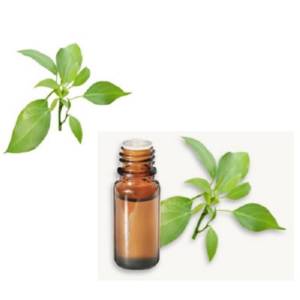 Ravintsara (Ravintsare) Huile essentielle BIO