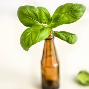 Basilic doux Huile essentielle à linalol