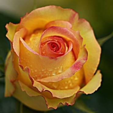 Les huiles essentielles du quotidien – Il y en 20 –